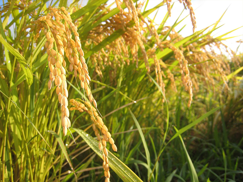 ファームタケヤマの稲作