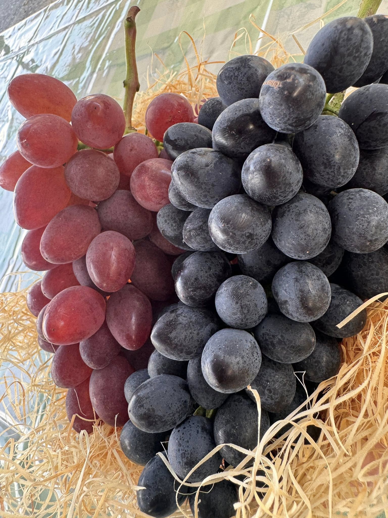 2025果樹直売所Openしました！ - 株式会社ファームタケヤマ｜葡萄園