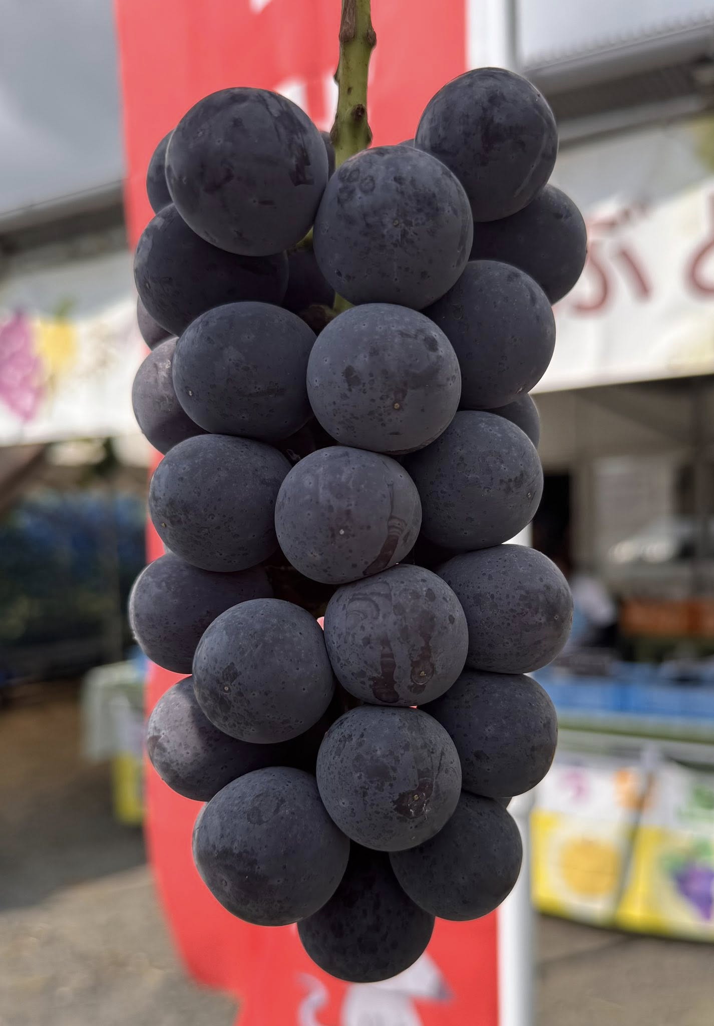 葡萄『あづましずく』、梨『筑水』販売開始！ - 株式会社ファーム