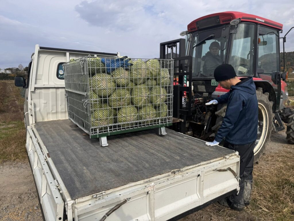 業務用キャベツ収穫