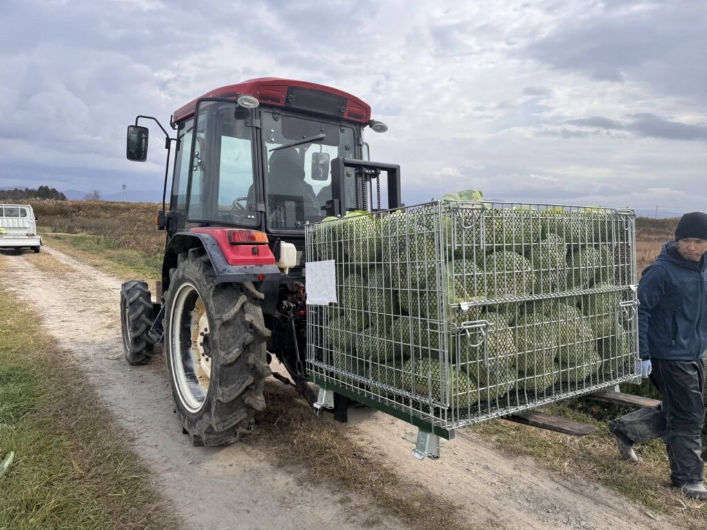 業務用キャベツ収穫