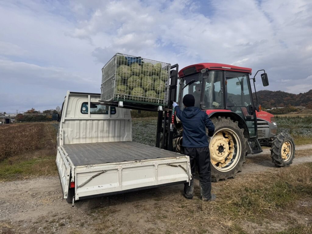 業務用キャベツ収穫