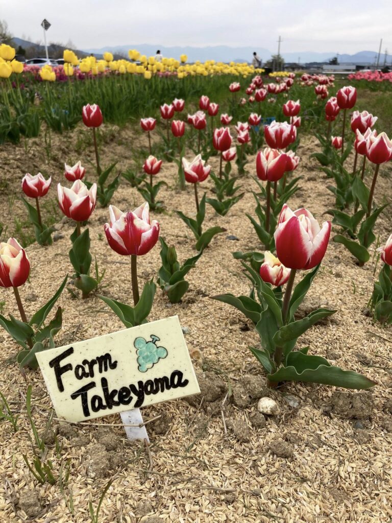 今年のチューリップ
