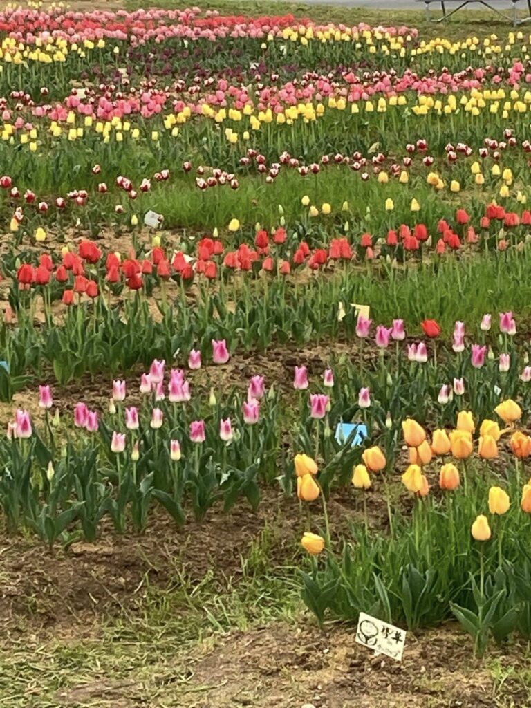 今年のチューリップ