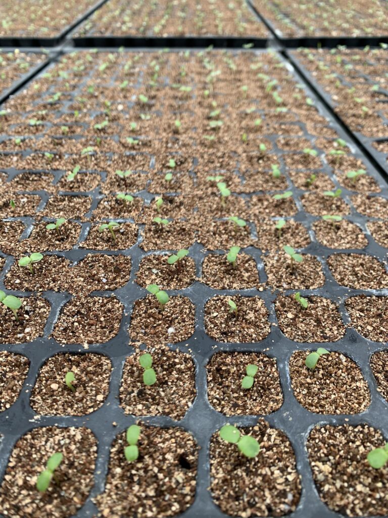 芽が出た！
先週蒔いた花の種たち🌱