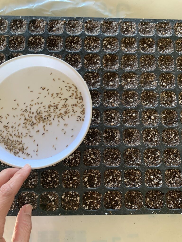 花の播種作業