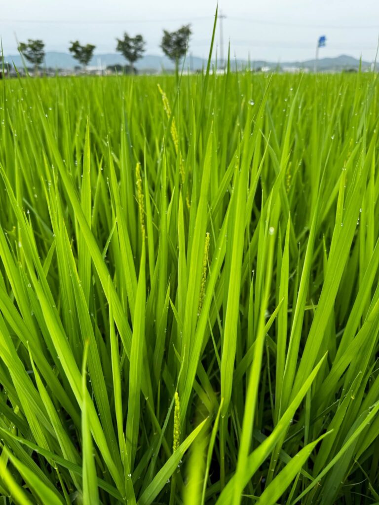 稲の生長