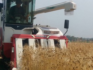 収穫Ｈ26年大麦2