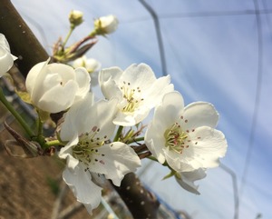 梨の花が咲きました