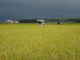 雨雲を背に米収穫