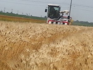 収穫Ｈ26年大麦1