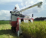 米　収穫