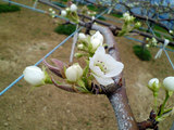 梨の開花