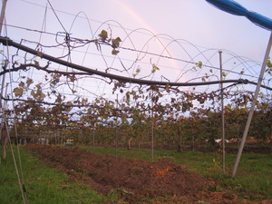 深耕中ブドウ園に虹が架かりました