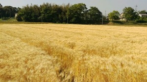 大麦収穫直前